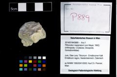 Foto (Objekt + Etikett) von Pithonoton marginatum (von Meyer, 1842)  (NHMW-GEO-2014-0194-0889)